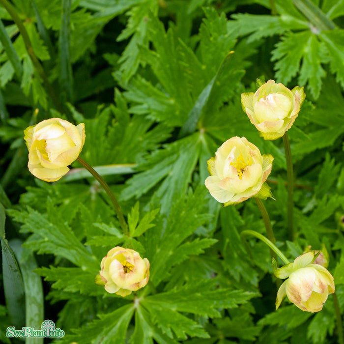 Trollius cultorum 'Alabaster' A-kval