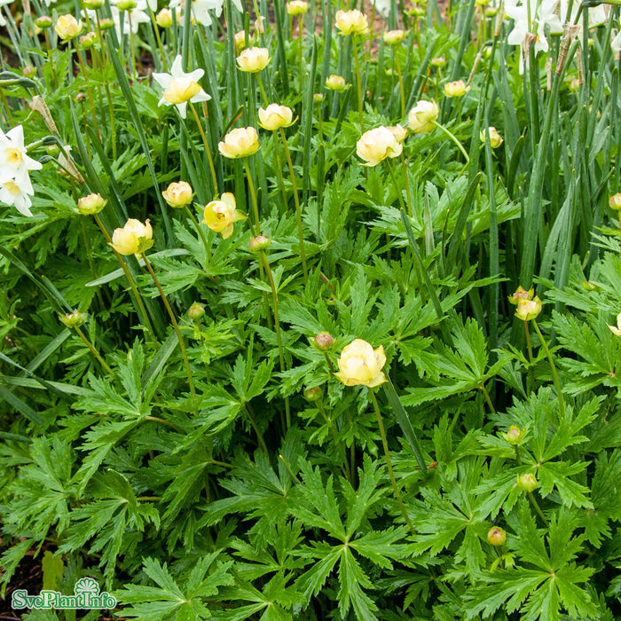 Trollius cultorum 'Alabaster' A-kval