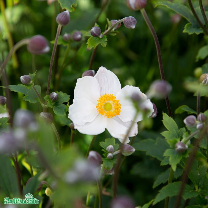Anemone tomentosa 'Royal Blanco' A-kval