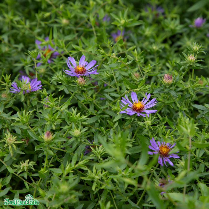 Symphyotrichum oblongifolium 'October Skies' A-kval