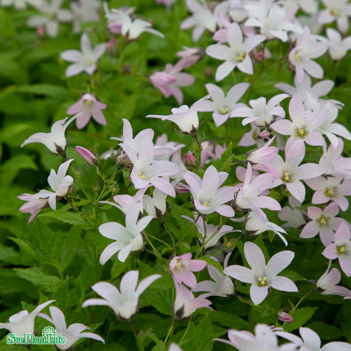 Campanula lactiflora 'Loddon Anna' A-kval