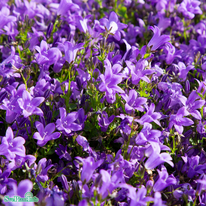 Campanula portenschlagiana 'Catharina' A-kval