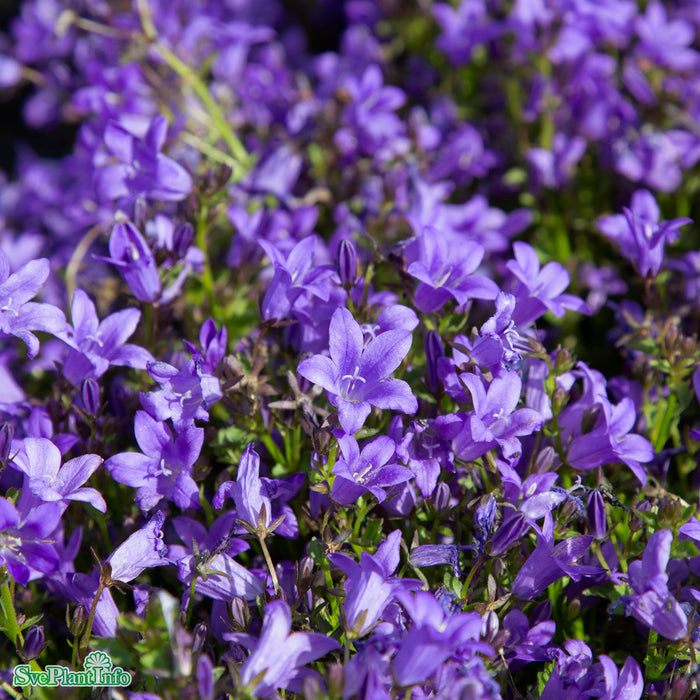 Campanula portenschlagiana 'Catharina' A-kval