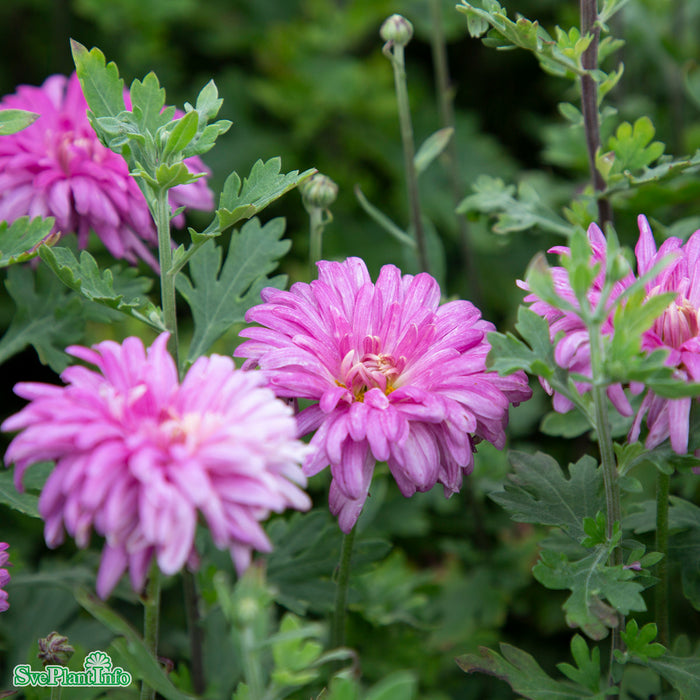 Chrysanthemum zawadskii 'Lady Clara' A-kval
