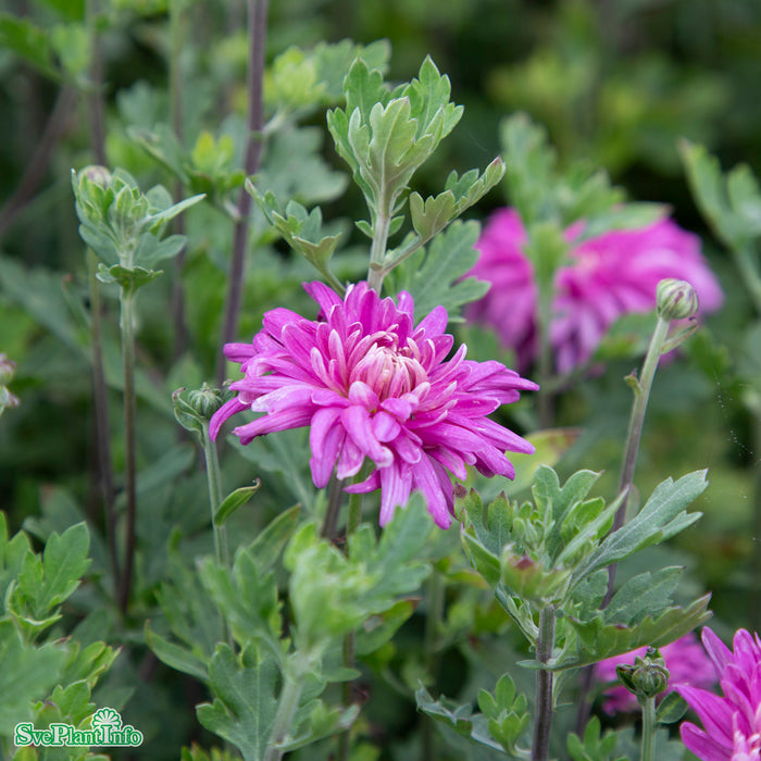 Chrysanthemum zawadskii 'Lady Clara' A-kval