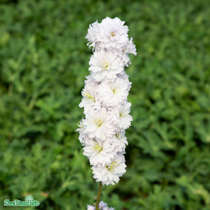 Delphinium (Highlander-Serien) 'Samba' A-kval