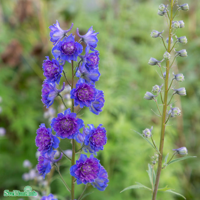 Delphinium (Elatum-Gruppen) 'Sweet Sensation' A-kval