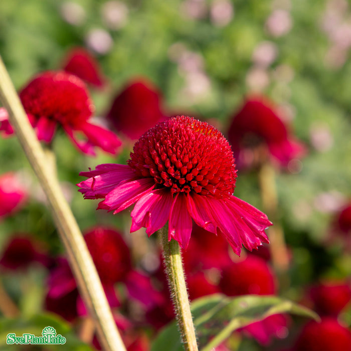 Echinacea purpurea 'Delicious Candy' A-kval C2,8