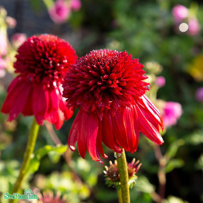 Echinacea 'Eccentric' A-kval