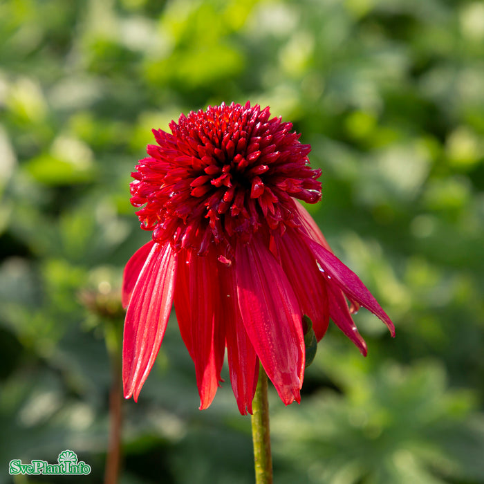 Echinacea 'Eccentric' A-kval