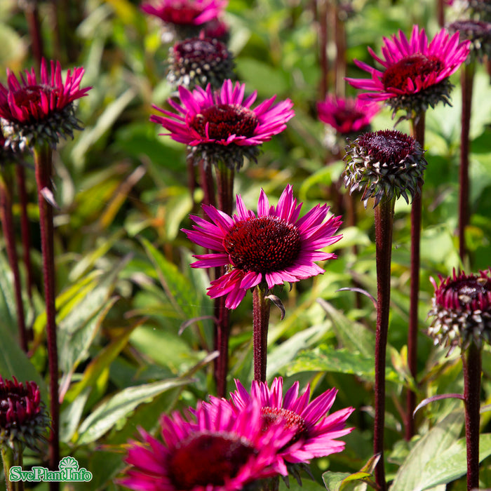 Echinacea 'Fatal Attraction' A-kval