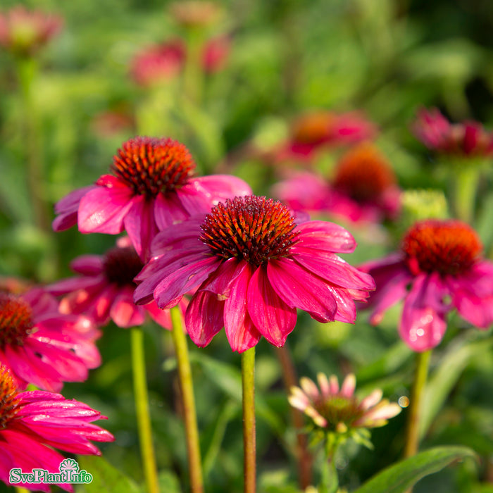 Echinacea 'Sunseekers Magenta' A-kval