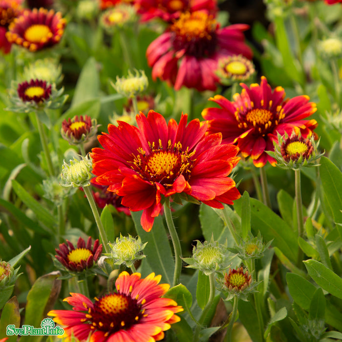 Gaillardia aristata 'Arizona Red Shades' A-kval