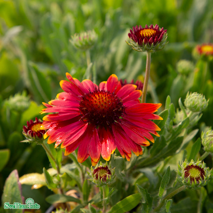 Gaillardia aristata 'Arizona Red Shades' A-kval