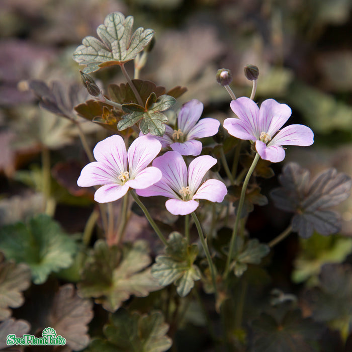 Geranium 'Dusky Crûg' A-kval