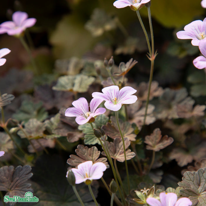 Geranium 'Dusky Crûg' A-kval
