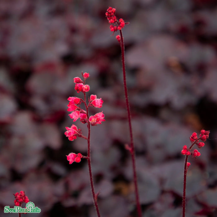 Heuchera 'Black Forest Cake' A-kval