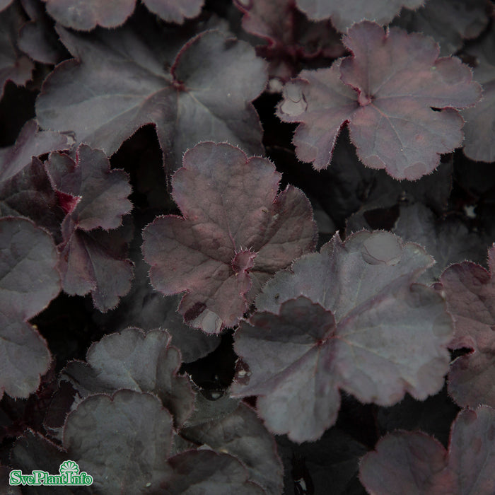 Heuchera 'Black Forest Cake' A-kval