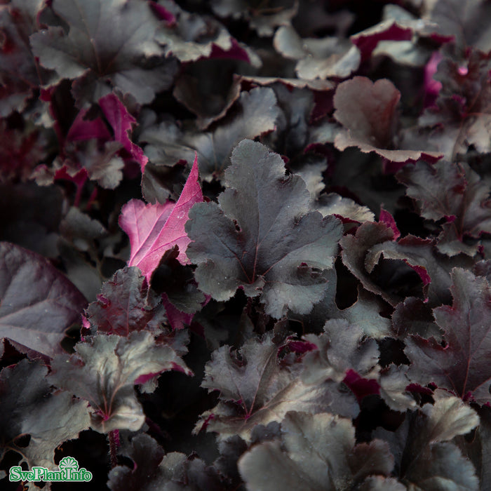 Heuchera 'Black Pearl' A-kval