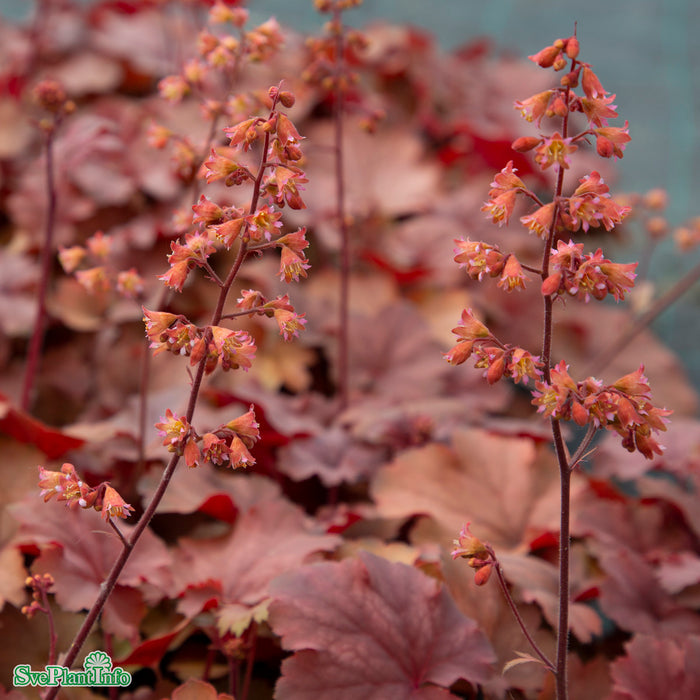 Heuchera 'Cherry Cola' A-kval C2,8
