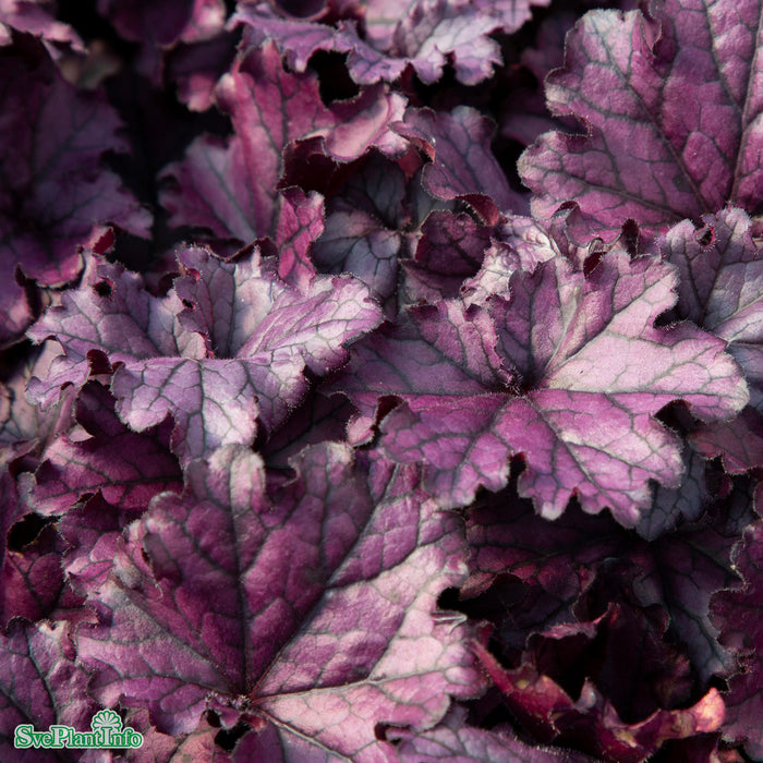 Heuchera 'Forever Purple' A-kval