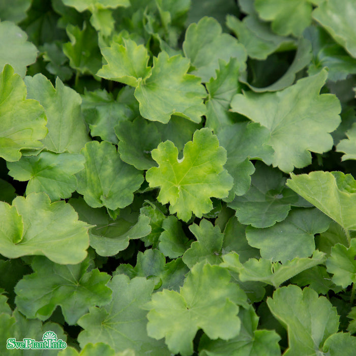 Heuchera sanguinea 'Leuchtkäfer' A-kval