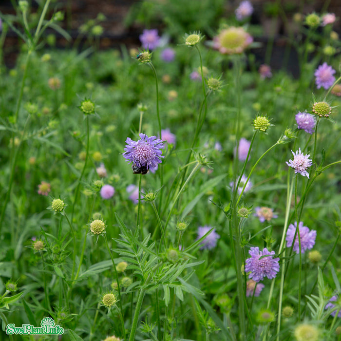 Knautia arvensis A-kval