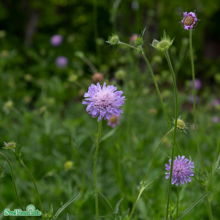 Knautia arvensis A-kval