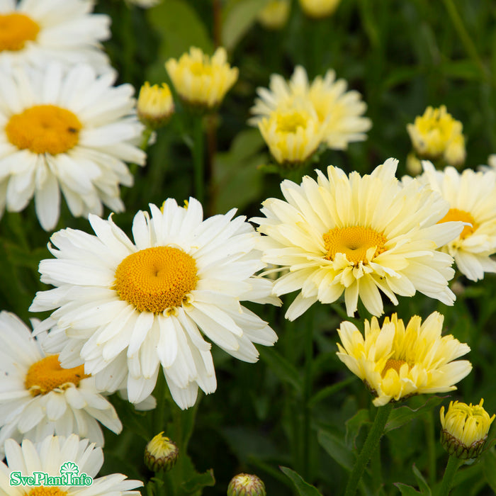 Leucanthemum superbum 'Banana Cream' A-kval
