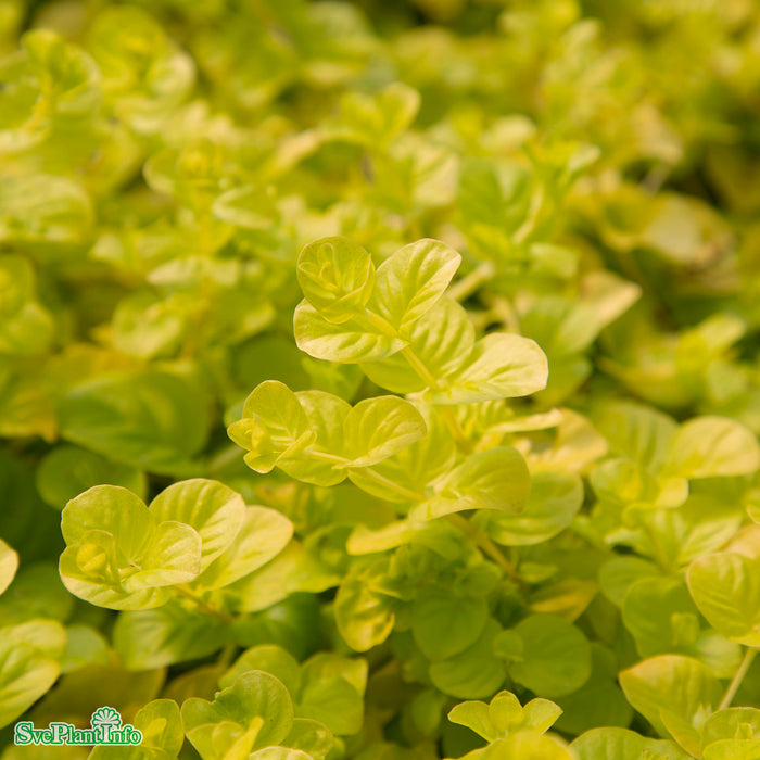 Lysimachia nummularia 'Goldilocks' A-kval