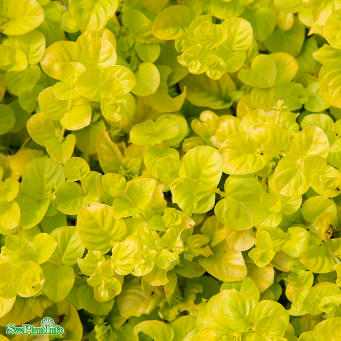Lysimachia nummularia 'Goldilocks' A-kval