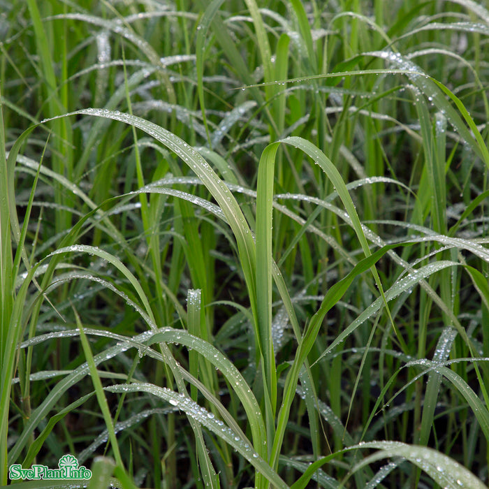 Miscanthus giganteus A-kval C5