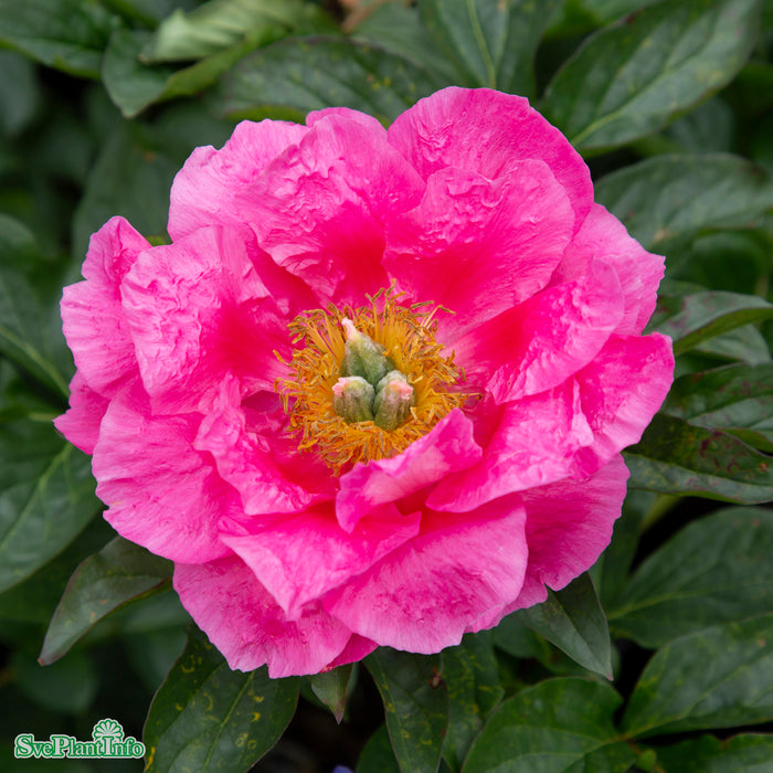 Paeonia lactiflora 'Paula Fay' A-kval C3
