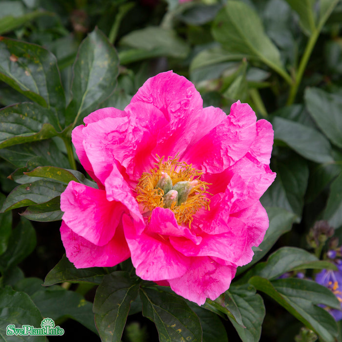 Paeonia lactiflora 'Paula Fay' A-kval C3