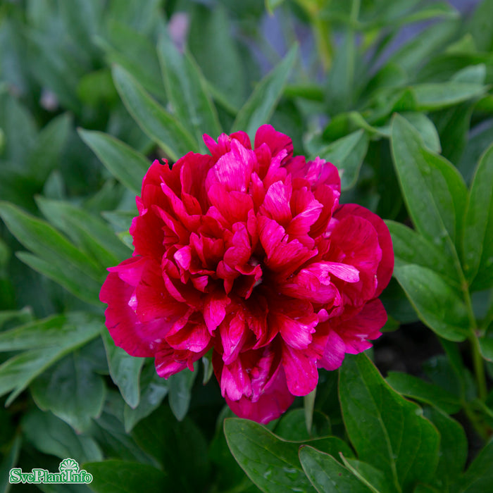 Paeonia officinalis 'Rubra Plena' A-kval C3