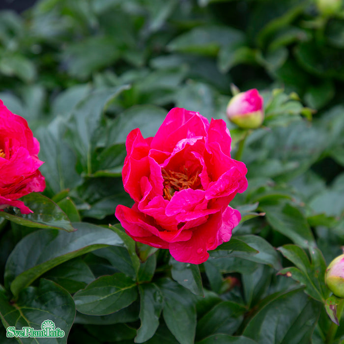 Paeonia officinalis 'Rubra Plena' A-kval C3