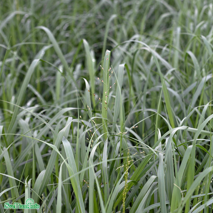 Panicum virgatum 'Heavy Metal' A-kval C2