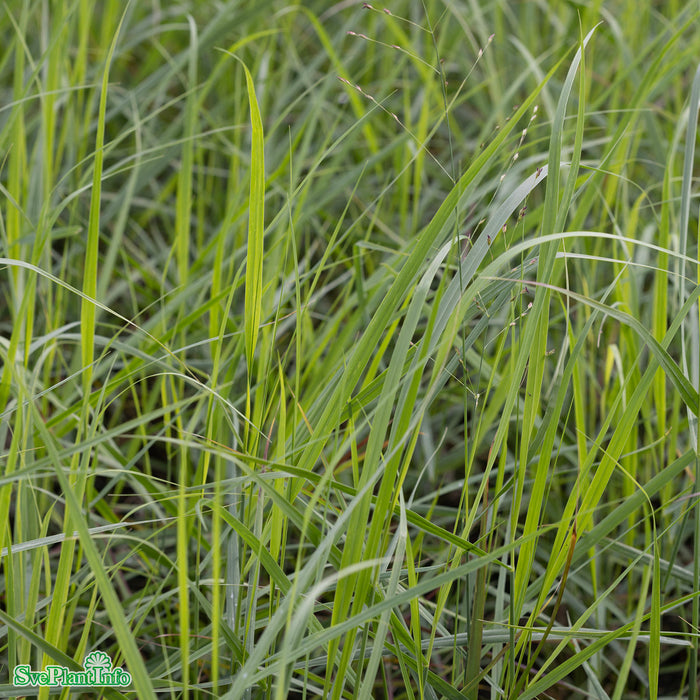 Panicum virgatum 'Heavy Metal' A-kval C2