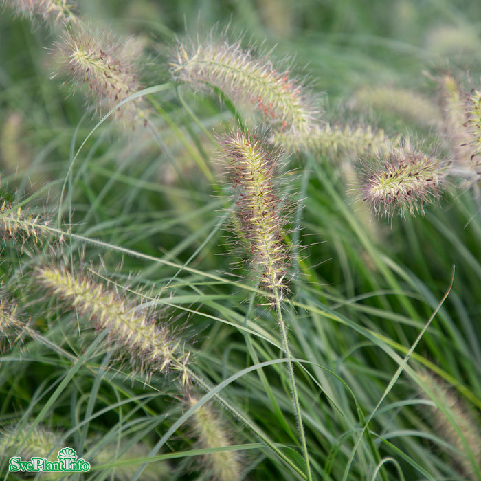 Pennisetum alopecuroides 'Hameln' C5