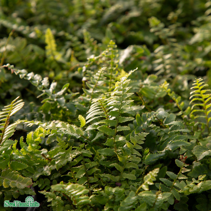 Polystichum munitum A-kval