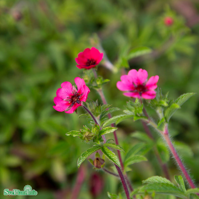 Potentilla nepalensis 'Ron Mcbeath' A-kval
