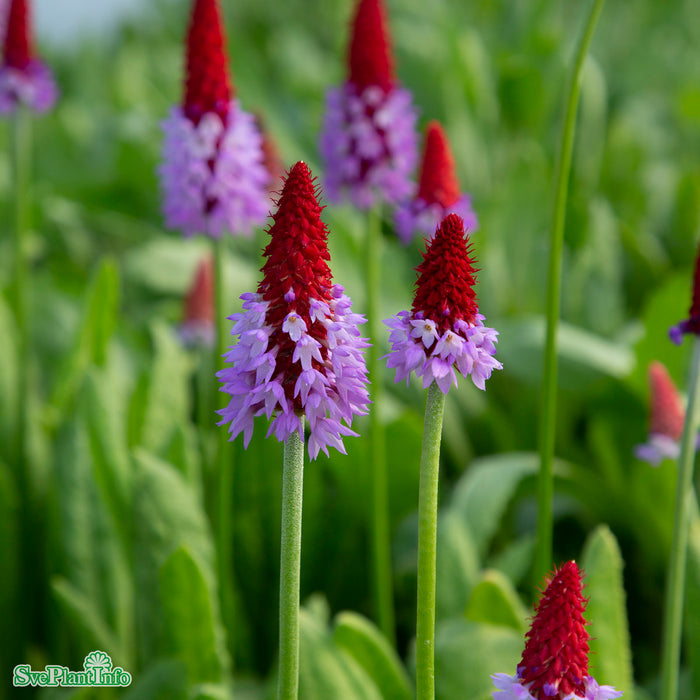 Primula vialii A-kval