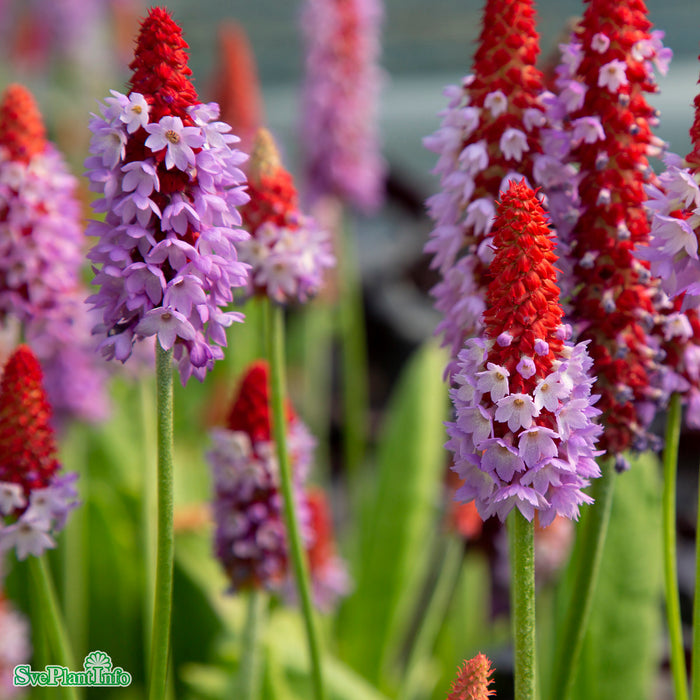 Primula vialii A-kval