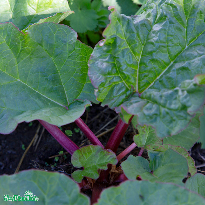 Rheum rhabarbarum 'Elmsblitz' A-Kval C3