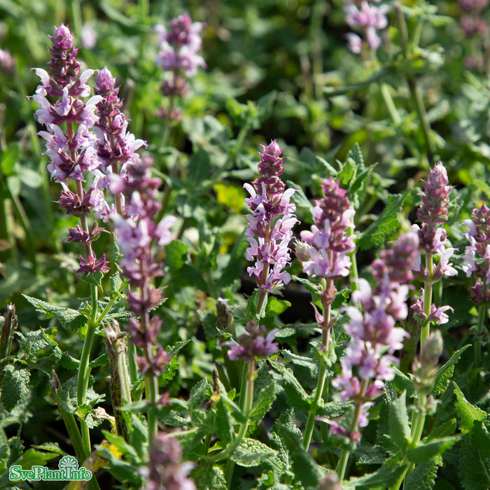 Salvia nemorosa 'Salute Light Pink' A-kval
