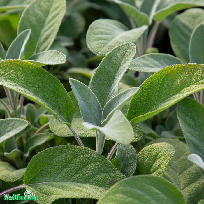 Salvia officinalis 'Berggarten' A-kval