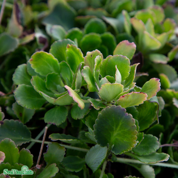 Saxifraga urbium A-kval