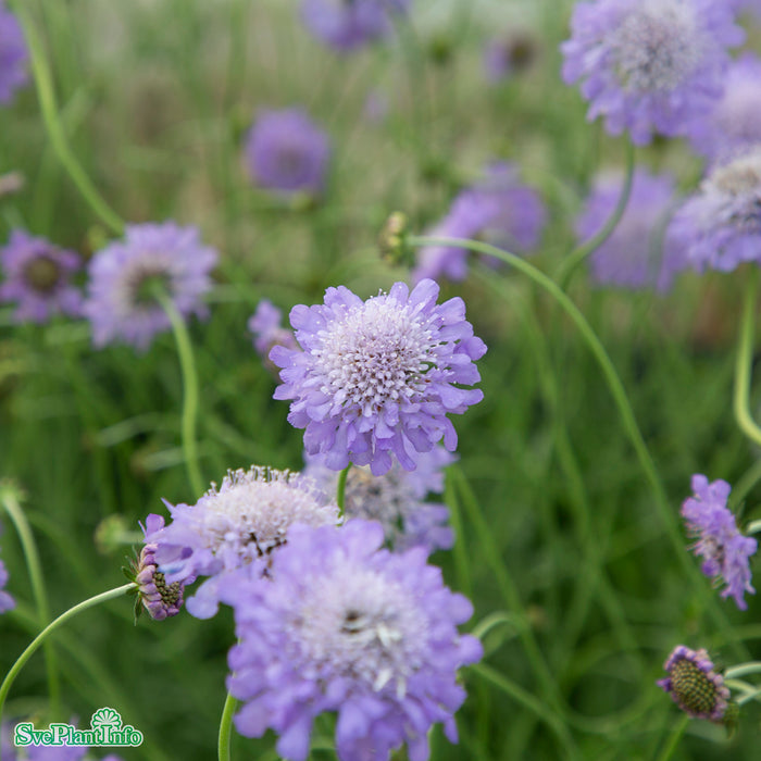 Scabiosa columbaria 'Butterfly Blue' A-kval