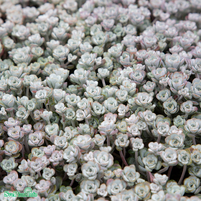 Sedum spathulifolium 'Cape Blanco' A-kval