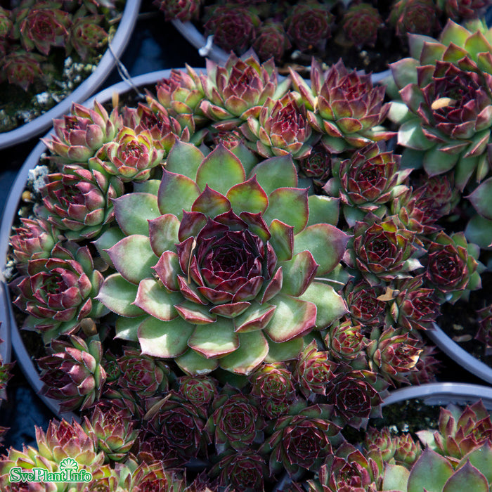 Sempervivum 'Dark Beauty' A-kval